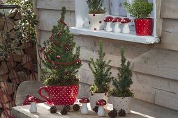 Picea glauca 'Conica' festively decorated