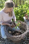 Woman planting summer flowers in homemade wicker basket