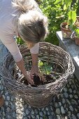 Woman planting summer flowers in homemade wicker basket