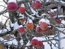 Verschneite Äpfel am Baum als Vogelfutter
