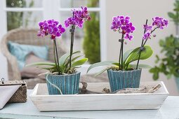 Mini-Phalaenopsis (Malayenblume, Schmetterlingsorchidee)