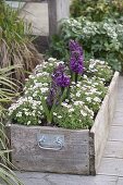 Holzkiste mit Saxifraga arendsii (Moossteinbrech) und Hyacinthus 'Purple