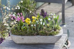 Holzschale mit Galanthus nivalis (Schneeglöckchen), Hyacinthus (Hyacinthen