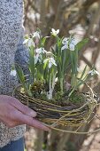 Snowdrops in the wicker nest