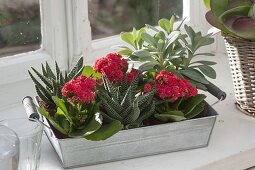 Kalanchoe blossfeldiana (Flammende Käthchen) mit gefuellten Blüten