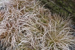 Gefrorene Carex (Seggen) im Beet