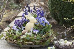 Primula Siroccoco 'Blue', 'Purple', Hyacinthus multiflora