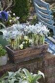 Iris reticulata 'Katherine Hodgkin' (reticulated iris) and Viola cornuta (horned violet)