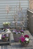 Spring balcony with Magnolia stellata 'Georg Henry Kern'