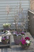 Fruehlingsbalkon mit Magnolia Stellata 'Georg Henry Kern' (Sternmagnolie)