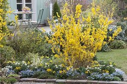 Flowering forsythia in the patio