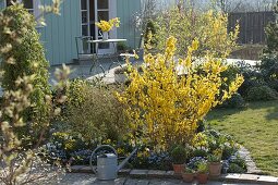 Flowering forsythia in the patio