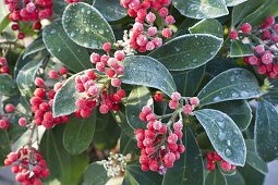 Ueberfrorene Skimmia reevesiana (Japanische Fruchtskimmie)