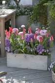 Wooden box with Tulipa 'Plaisir', Hyacinthus 'Splendid Cornelia'