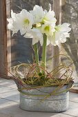 Hippeastrum 'Mont Blanc' (Amaryllis) in Zink-Jardiniere, dekoriert mit Zweigen