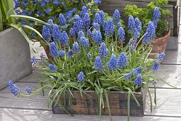 Muscari aucheri 'Blue Magic' (Traubenhyazinthen) in Holzkistchen