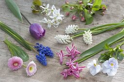 Ingredients for bouquet in spring-bag muscari, Bellis