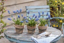 Muscari aucheri 'Blue Magic' (Traubenhyazinthen) in Tontoepfen