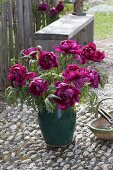 Lush bouquet of Paeonia suffruticosa (shrub peonies)