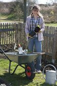 Woman planting berry bushes bed on fence