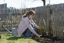 Frau bepflanzt Beet am Zaun mit Beerenstraeuchern