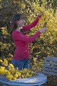 Cutting forsythia branches and stick bouquet