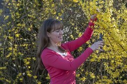 Cutting forsythia branches and stick bouquet