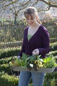 Plant the bed in the organic garden with lettuce, kohlrabi, horned violet and parsley