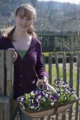 Plant the bed in the organic garden with lettuce, kohlrabi, horned violet and parsley