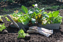 Beet im Biogarten mit Salat, Kohlrabi, Hornveilchen und Petersilie bepflanzen