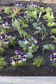 Plant the bed in the organic garden with lettuce, kohlrabi, horned violet and parsley