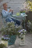 Spring balcony with blooming rosemary and viola cornuta