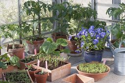 Prefer to plant vegetables and summer flowers in the greenhouse