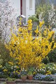 Flowerbed with Forsythia 'Lynwood Gold', Myosotis