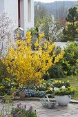 Beet mit Forsythia 'Lynwood Gold' (Goldgloeckchen), Myosotis