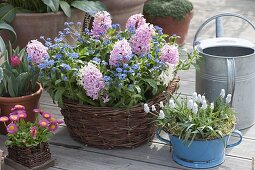 Korb mit Hyacinthus 'Splendid Cornelia' (Hyazinthen) mit Myosotis 'Myomark'