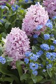 Hyacinthus 'Splendid Cornelia' (Hyazinthen) mit Myosotis 'Myomark'