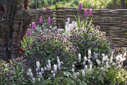 Prunus serrula (Mahagoni-Kirsche) unterpflanzt mit Tiarella (Schaumblüte)