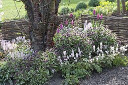 Prunus serrula (Mahagoni-Kirsche) unterpflanzt mit Tiarella (Schaumblüte)