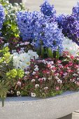 Saxifraga arendsii (Moossteinbrech), Hyacinthus orientalis (Hyazinthen)