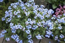 Myosotis 'Myomark' (Vergissmeinnicht) im Beet