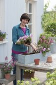 Kasten bepflanzen mit Gaura 'Lillipop Pink' und Petunia Calimero 'Candy'