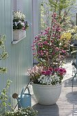 Ribes sanguineum 'Red Bross', Ranunculus