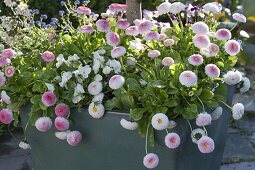 Zierapfel - Staemmchen in verschiedenen Blüten - Stadien