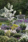 Malus 'Everste' with Tiarella 'Snow Blanket'