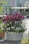 Old zinc bathtub planted with Erysimum 'Winter Orchid'