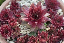 Sempervivum hybridum 'garnet' (rooibos, rooibos) in terracotta