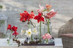 Winterliche Dekoration mit Hippeastrum (Amaryllis) und Zweigen von Larix