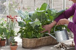 Woman watering basket box with kohlrabi and parsley