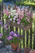 Basket with Bellis (daisies) hanged on Hanichelzaun